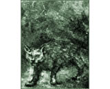 野生獣毛：麝香猫のイメージ